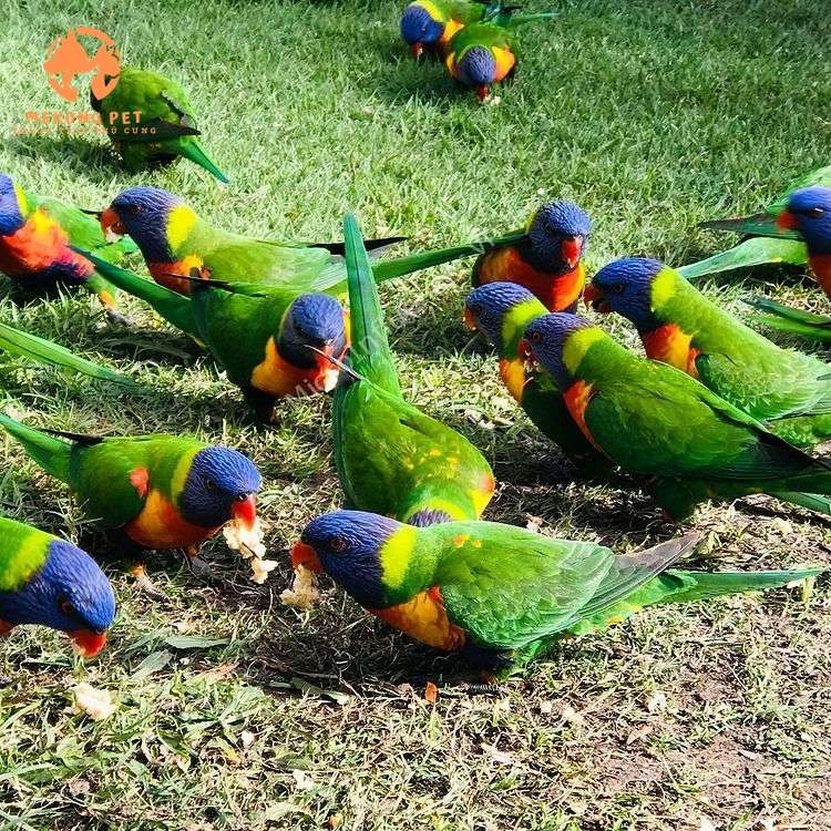 Khám Phá Thế Giới Mua Bán Vẹt Lory Rainbow Đầy Màu Sắc